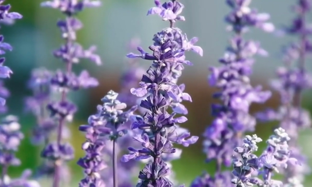 Žalfija dekorativna