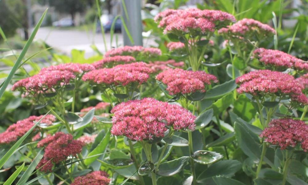 sedum