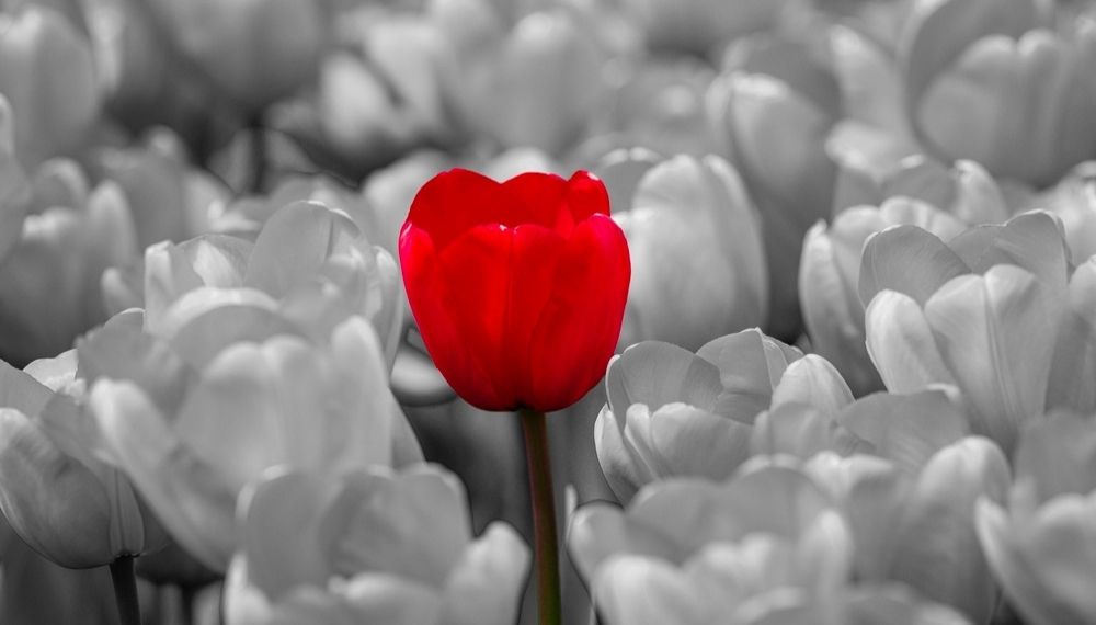 Crveni cvet među sivim kao simbol autentičnosti i izdvajanja iz mase