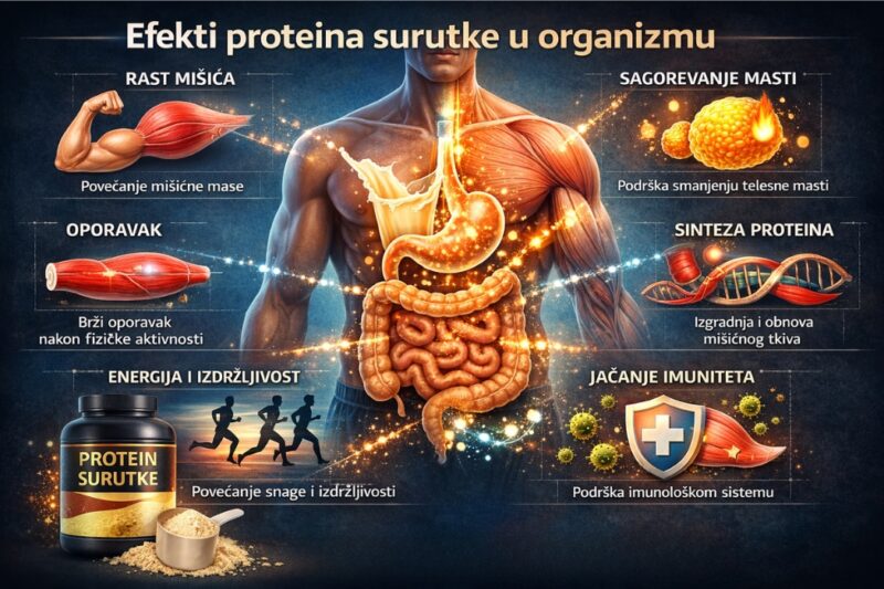 Infografika koja prikazuje kako protein surutke utiče na organizam: povećanje mišićne mase, brži oporavak, sagorevanje masti, sintezu proteina, jačanje imuniteta i poboljšanje energije i izdržljivosti.