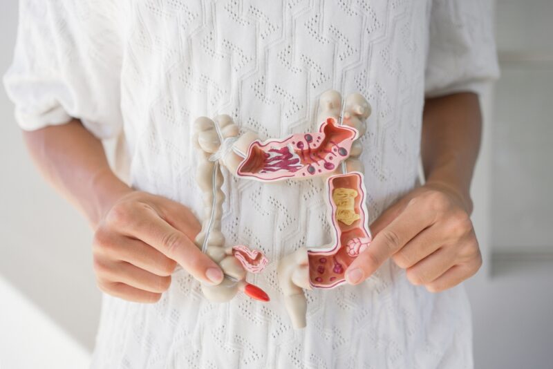 Model digestivnog sistema koji prikazuje deo creva povezan sa hemoroidima